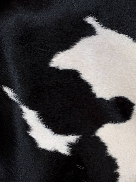 Cowhide, Animal Print, Abstract, Natural Pattern, White and Black, Close-up stock photo