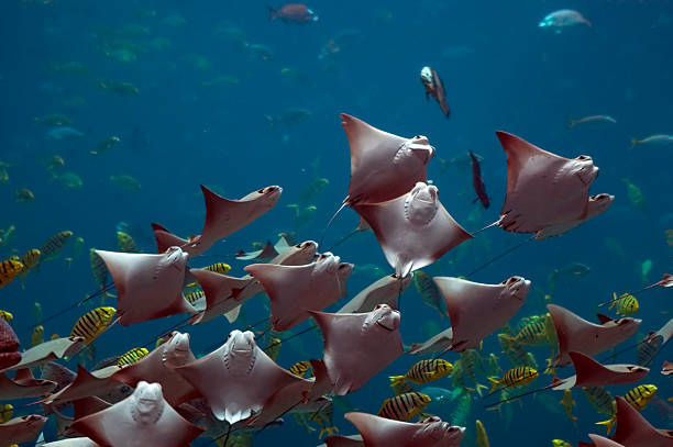 695 Group Of Stingrays Stock Photos, Pictures & Royalty-Free Images - iStock