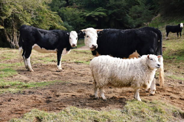 Cows and a Sheep in Rural Scene stock photo