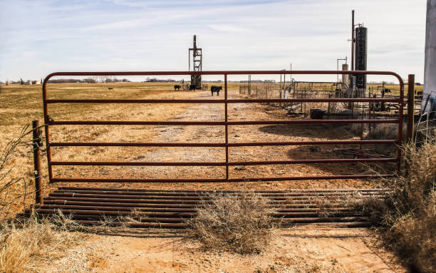 Cows and oil field equipment viewed through metal gate with cattle guard on bleak winter day.  cattle grid stock pictures, royalty-free photos & images