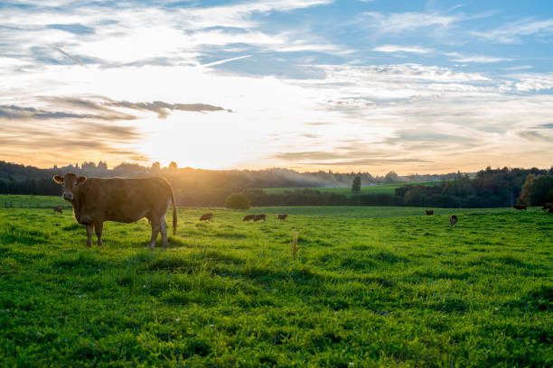 Cows at sunset panorama stock photo