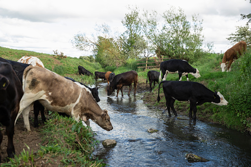 A side-view shot of a group of cows at a farm in North East, England. They are crossing over a stream of running water.