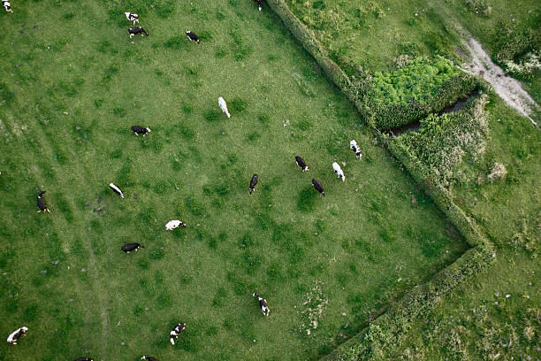 Cows from above stock photo