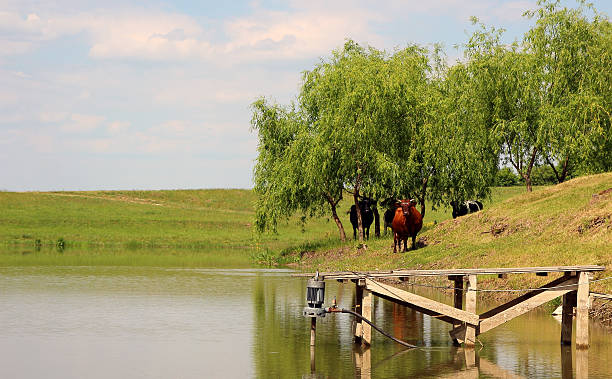 Cows going to drink a small pond.. stock photo