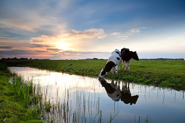 cows grazing at sunset cows grazing on pasture and river at sunset groningen city stock pictures, royalty-free photos & images