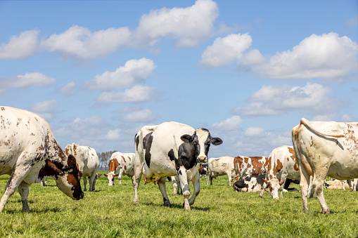 Cows grazing happy in a field, a herd together in a green pasture, a lovely scene and blue sky