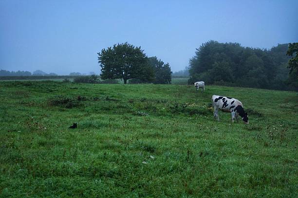 Cows Grazing in a Foggy Field stock photo