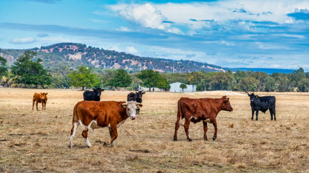 Cows grazing in the meadow at country WA Perth Cows grazing in the meadow at country WA Perth Australia high country stock pictures, royalty-free photos & images