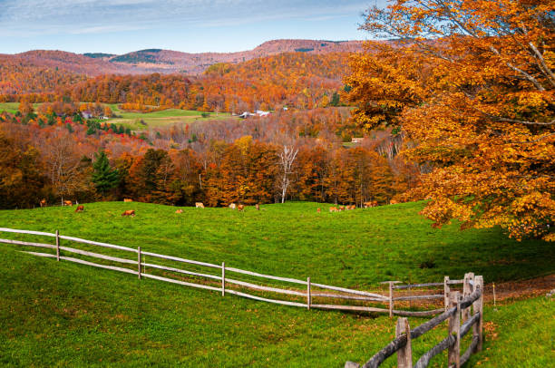 Cows Grazing in the Vermont Hills stock photo