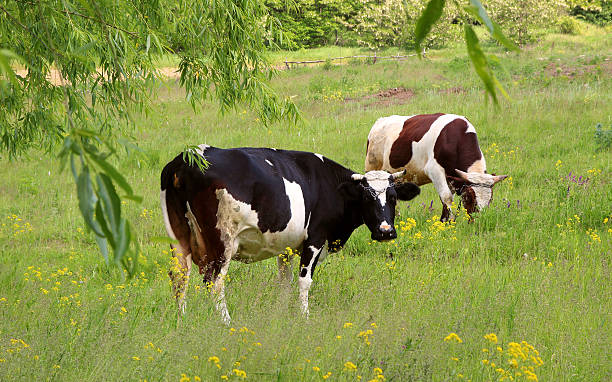 Cows grazing peacefully in the green meadow.. stock photo