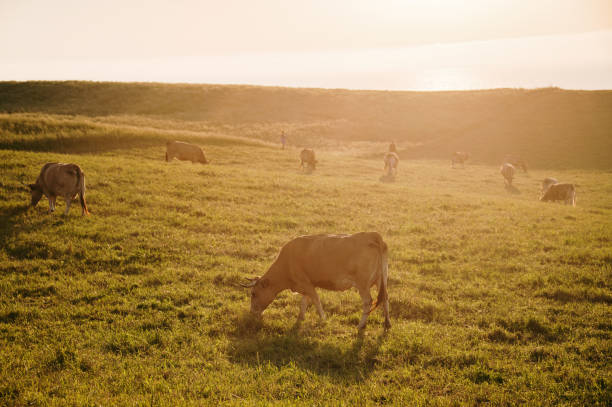 Cows in a field at sunset stock photo