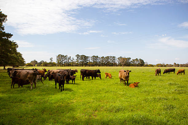 Cows In A Field stock photo