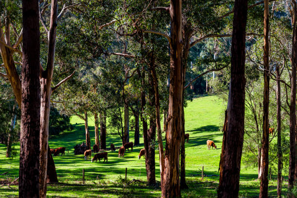 Cows in a Karri forrest at Pemberton WA stock photo