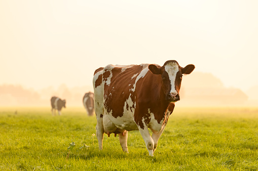 Cows in a meadow during a misty sunrise in the IJsseldelta region. The Red Holstein Frisian dairy cattle is grazing the green grass.