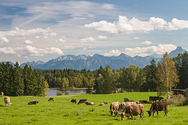 cows in Allgaeu stock photo