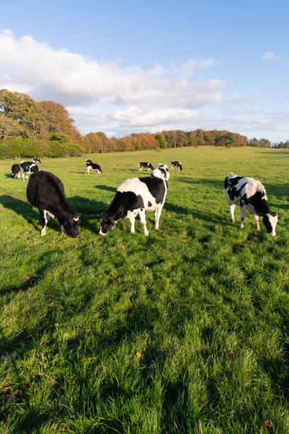 Cows in Castlewellan United Kingdom stock photo