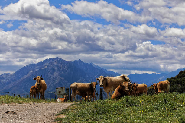 Cows in the mid mountains in Corsica stock photo