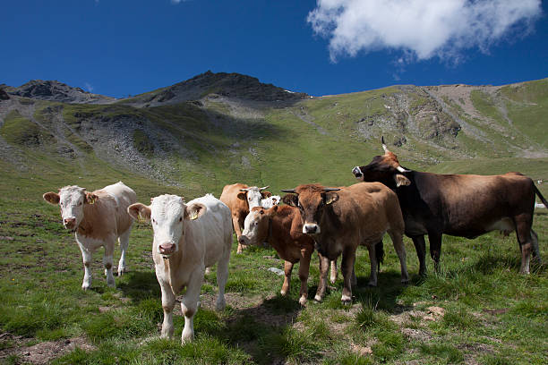 Cows in the mountains stock photo