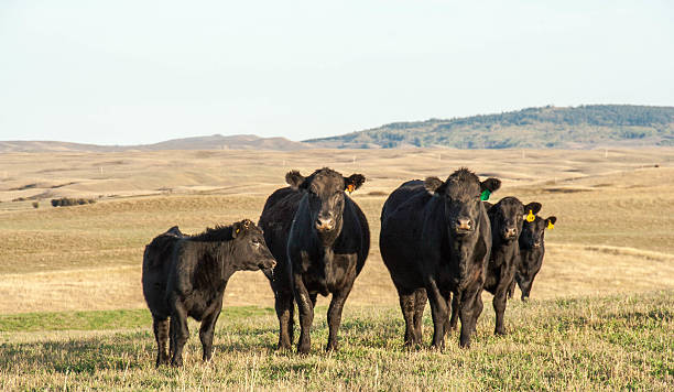 Cows in the Pasture What I suspect are Black Angus cows out to pasture near Elkwater Lake, AB beef cattle stock pictures, royalty-free photos & images