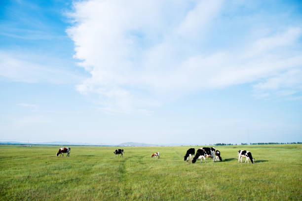 mucche su un campo verde - alpeggio foto e immagini stock