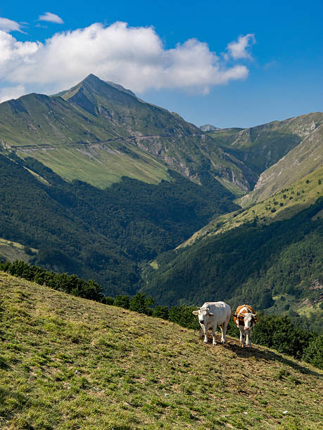 Cows on a mountain stock photo