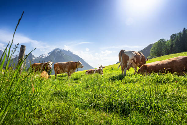 Cows on alpine pasture in sunny day stock photo