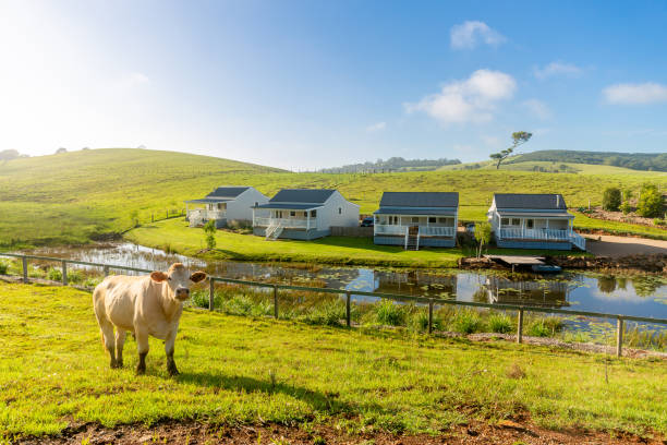 Cows on Australia rural pasture in green meadow. stock photo