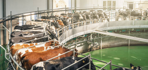 Cows on dairy farm on automated machine equipment for milking, banner panoramic image stock photo