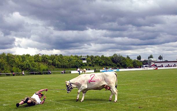 Cows on soccer field stock photo