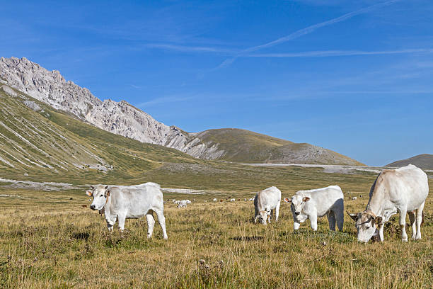 cows on the  Campo Imperatore stock photo