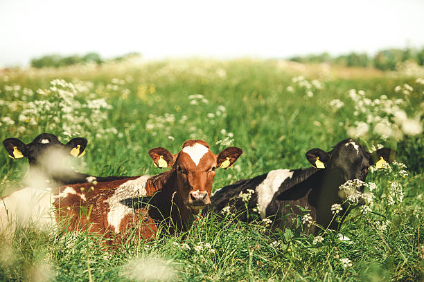 cows outdoors at summer in nature - summer sweden bildbanksfoton och bilder