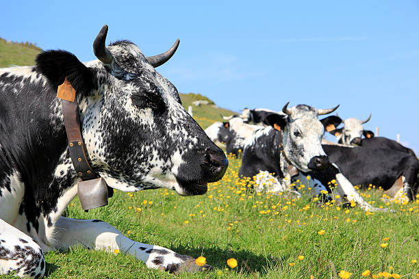 Cows Cows in the mountains of the Vosges muenster cheese stock pictures, royalty-free photos & images