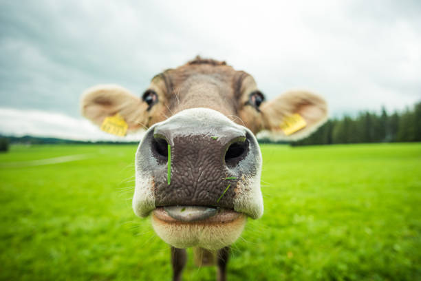 cows cows at a cow farm cow photos stock pictures, royalty-free photos & images