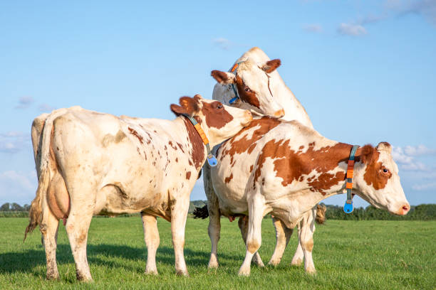 Cows playing in a green field, on a sunny day and under a blue sky Three cows  wrestling in a pasture, on a sunny day and under a blue sky rutting stock pictures, royalty-free photos & images