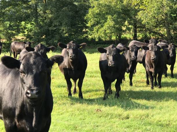 Cows Take a long look Black Angus cows take a long look beef cattle stock pictures, royalty-free photos & images