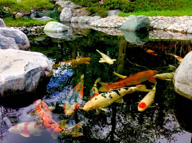coy fish japanese garden in balboa park, san diego, ca samuel howell stock pictures, royalty-free photos & images