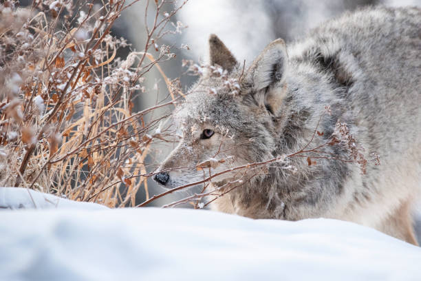 Coyote Hunting in Winter stock photo