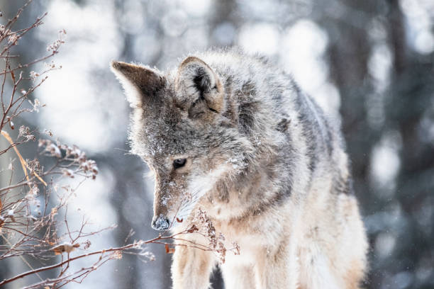 Coyote Hunting in Winter stock photo