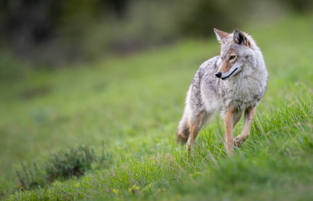 Coyote in the Canadian prairies stock photo