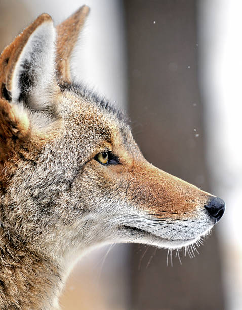 Coyote (Canis latrans) in the Snow stock photo