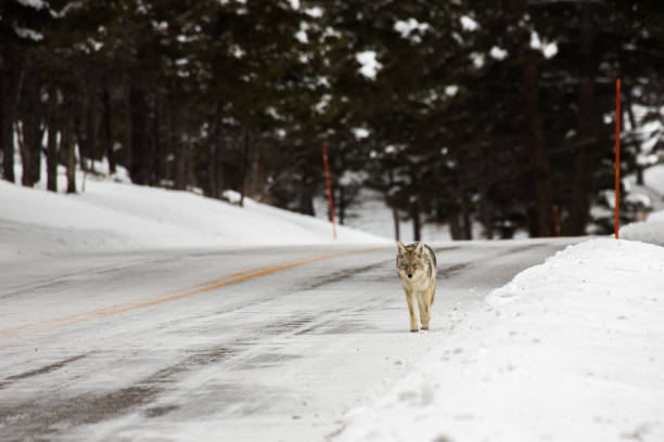 Coyote in Yellowstone stock photo