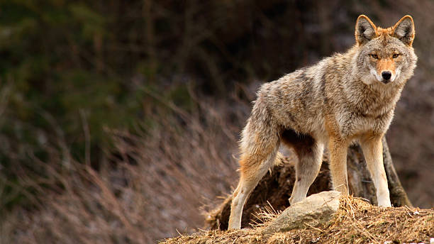 Coyote on Top of a Hill stock photo