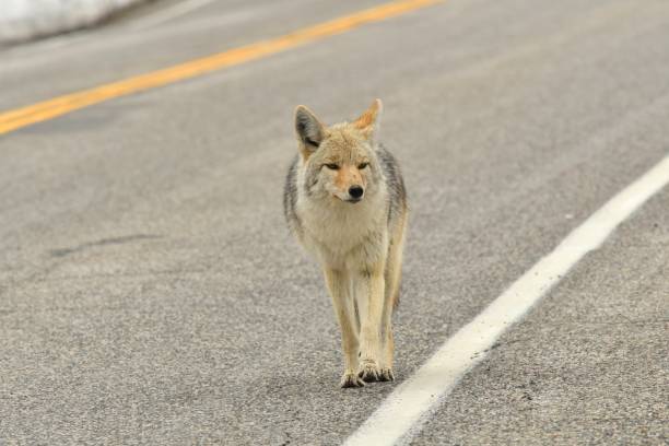 Coyote stock photo