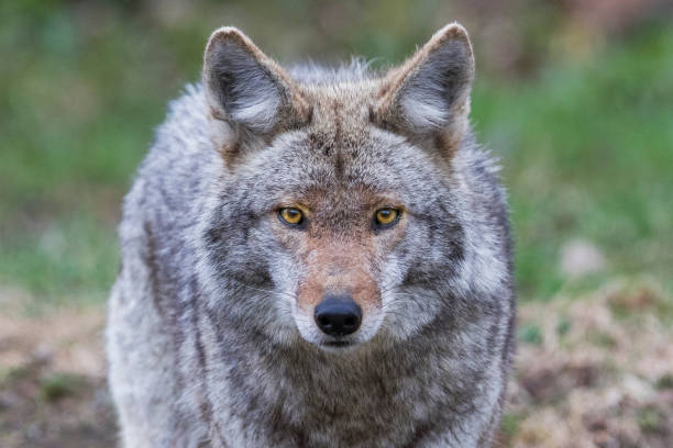 retrato do chacal - wolf portrait - fotografias e filmes do acervo