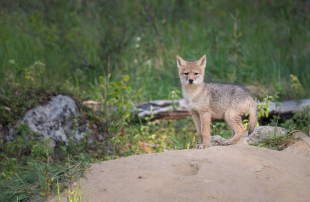 Coyote pup stock photo