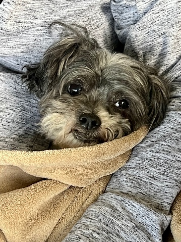 Terrier Shih Tzu dog wrapped up in a blanket in someone’s arms. Looking at camera.￼