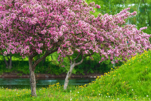 Crab apples tree in full bloom, pink blossoms, yellow dandelion flowers and green grass. stock photo