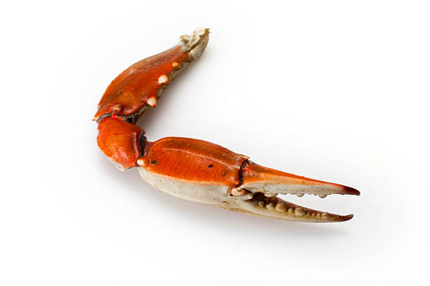 Crab claw isolated on a white background stock photo