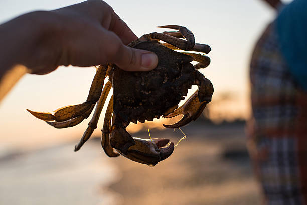 Crab in female hand Live crab in female hand, holding it against the sunset crabbing stock pictures, royalty-free photos & images