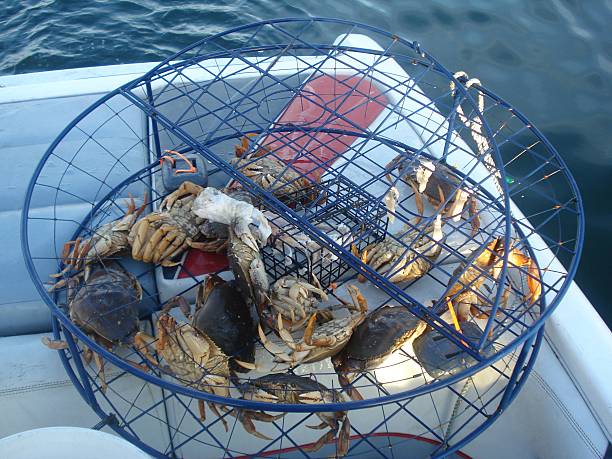 crab pot Crabbing in the Pacific Northwest crabbing stock pictures, royalty-free photos & images